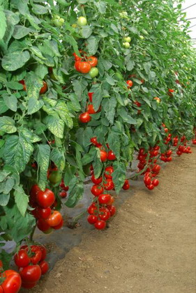 насіння томат Сакура F1