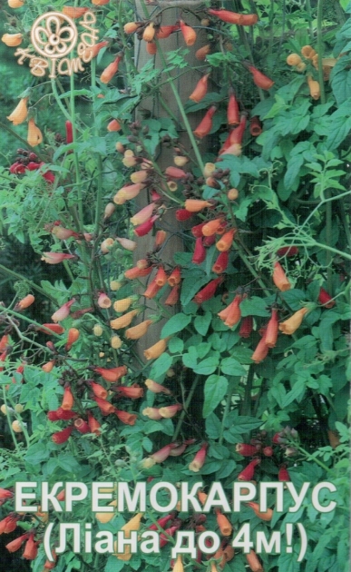 Семена эккремокарпуса (лиана 4м)