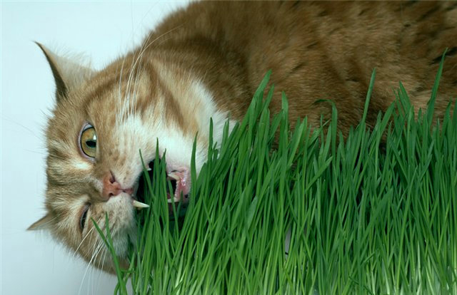 насіння травичка для котів