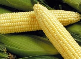 Семена кукурузы сахарной ДОБРЫНЯ F1