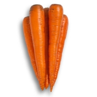 Семена моркови Саманта F1