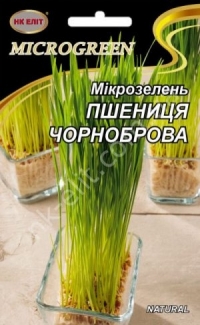 Семена микрогрин пшеница